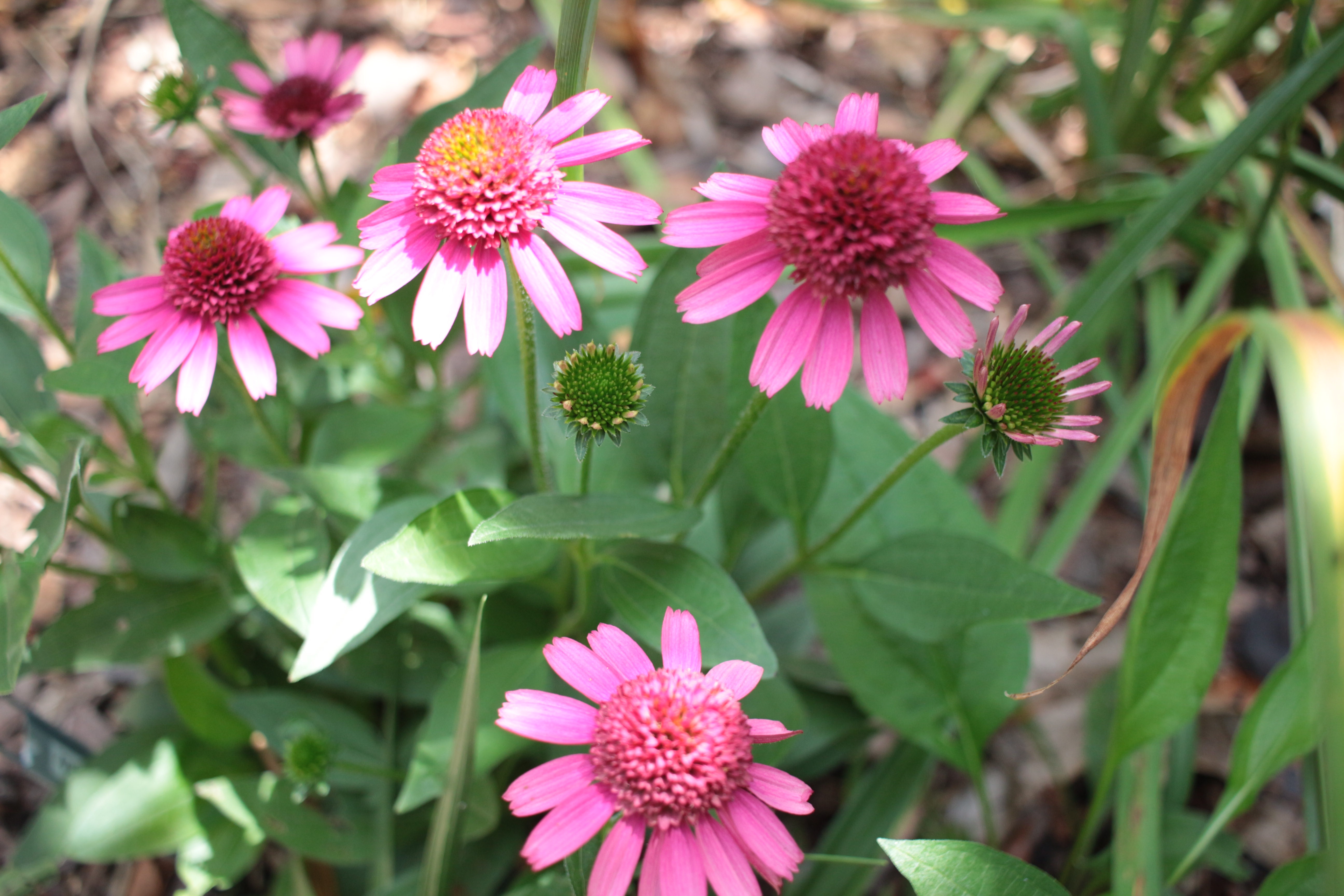 Blowing Rock Garden Club